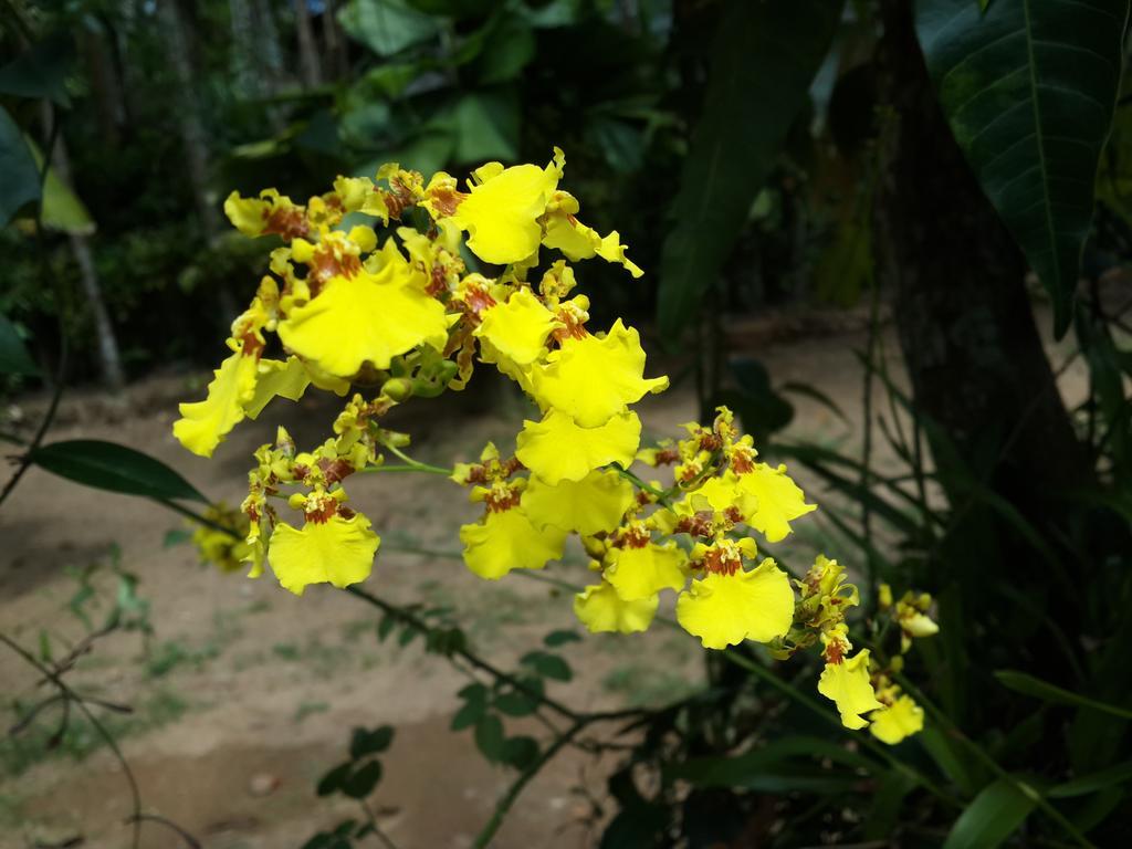 Deniyaya Guest House מראה חיצוני תמונה